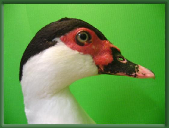 N&auml;chstes Bild